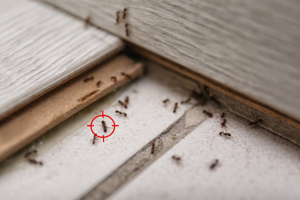 Best Pest Control Near Me  in Santa Ana Pueblo, NM