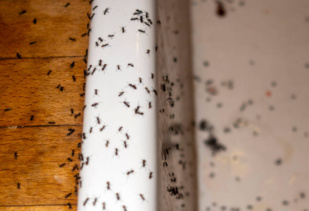 Best Flea Control Services  in Santa Ana Pueblo, NM