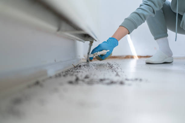 Best Insect Control  in Santa Ana Pueblo, NM